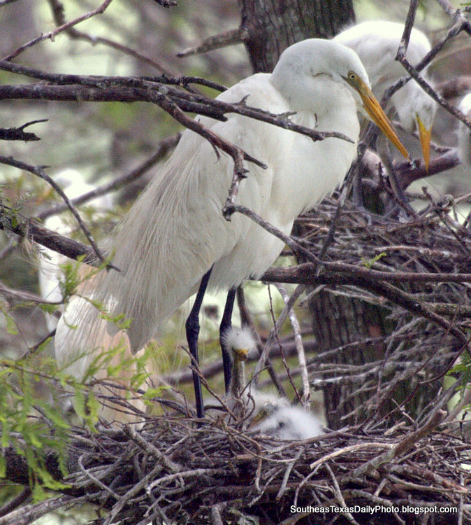 Egret with babies at Shangri La