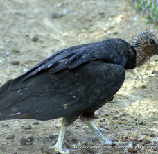 Black Vulture visiting a pop belly big
