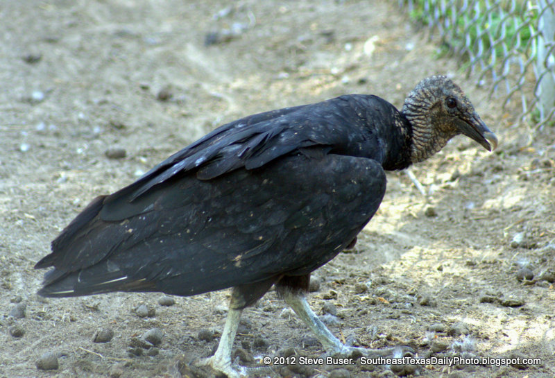 Black Vulture visiting a pop belly big